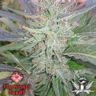 Illuminati Seeds Papaya Rose